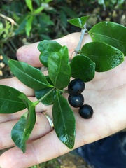 Alyxia spicata