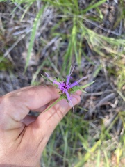 Liatris tenuis