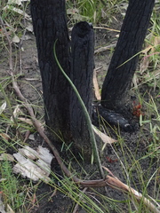 Prasophyllum elatum