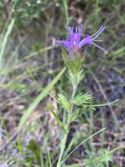 Liatris tenuis