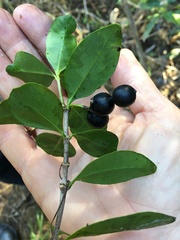 Alyxia spicata