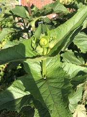 Silphium perfoliatum