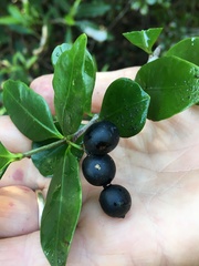 Alyxia spicata