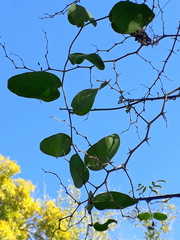 Smilax campestris