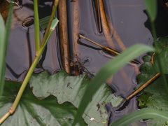 Pardosa pseudoannulata