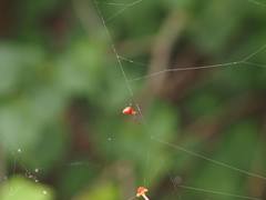 Argyrodes miniaceus