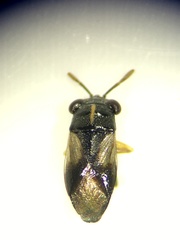 Geocoris lineolus