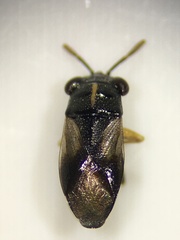 Geocoris lineolus