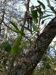 Smilax campestris