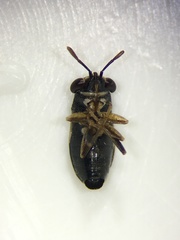 Geocoris lineolus