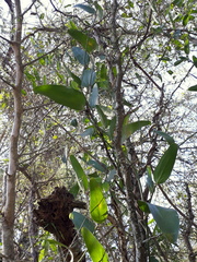 Smilax campestris