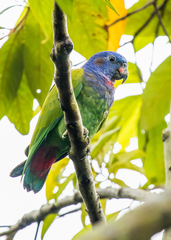 Pionus menstruus
