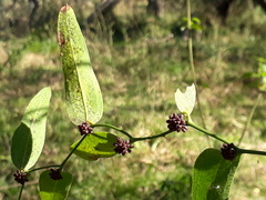 Smilax campestris
