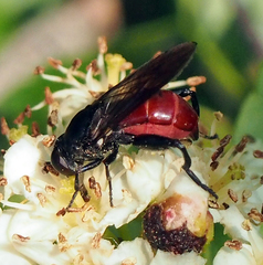 Chalcosyrphus piger
