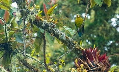 Hapalopsittaca fuertesi