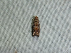 Epiblema abruptana