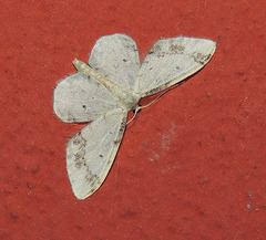 Idaea trigeminata