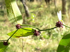 Smilax campestris
