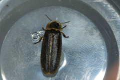 Lampyris noctiluca