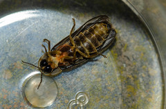Lampyris noctiluca