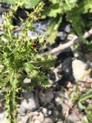 Phyllobrotica decorata