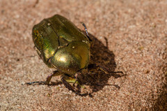 Protaetia cuprea