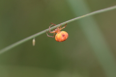 Araneus triguttatus