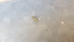 Chlorophorus herbstii