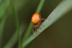 Araneus triguttatus