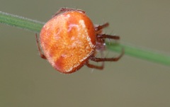 Araneus triguttatus
