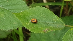 Harmonia axyridis