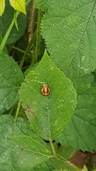 Harmonia axyridis