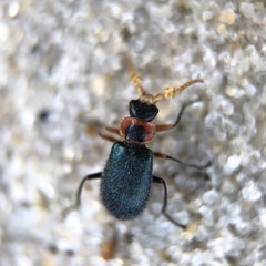 Collops nigriceps
