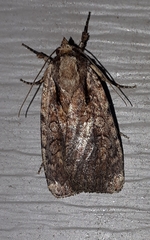 Eueretagrotis attentus