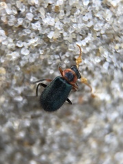 Collops nigriceps