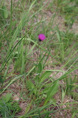 Cirsium pannonicum