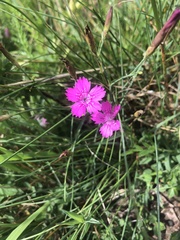 Dianthus deltoides deltoides