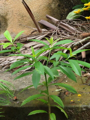 Alstonia