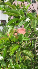 Psidium guajava