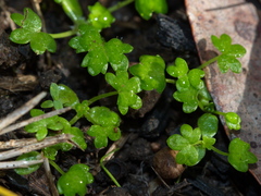 Hydrocotyle foveolata