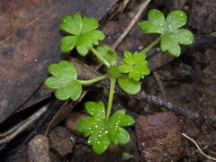 Hydrocotyle foveolata