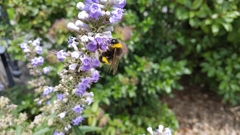 Bombus