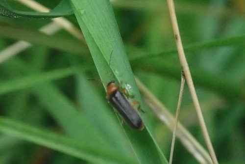 Cantharid beetle