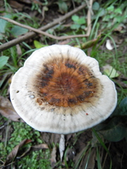 Sanguinoderma rude