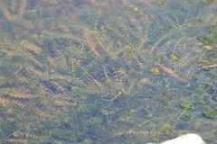 Hydrocharitaceae