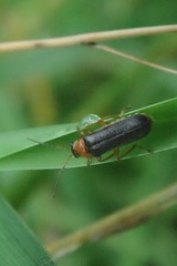 Cantharis nigra