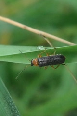 Cantharis nigra