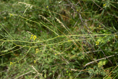 Bupleurum falcatum