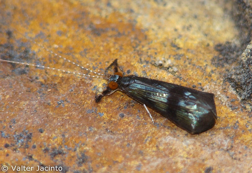 Integripalpia