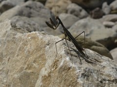 Rivetinini